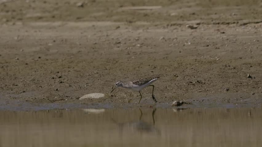 Wood Sandpiper (Tringa glareola) foraging at the water