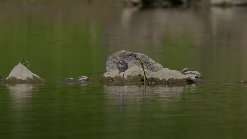 Wood Sandpiper (Tringa glareola) foraging at the water