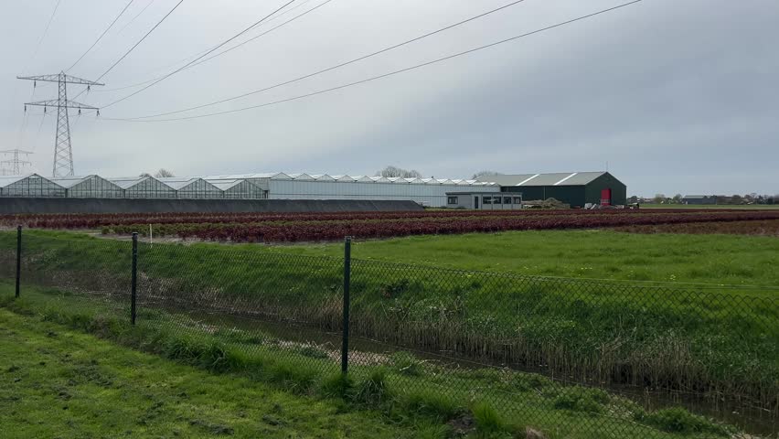 Modern farmland in the Netherlands featuring powerlines, horses, cultivated crops, and a scenic rural environment.