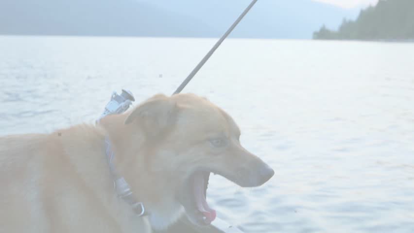 Tan dog yawning and starting panting, turning head and watching shore while boat gliding. Canine, lake, mountains, horizon, forest, relaxed, overcast