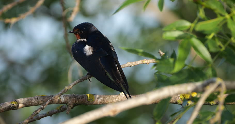 A Barn Swallow (hirundo rustica) perched on a branche, the Camargue, Southern France