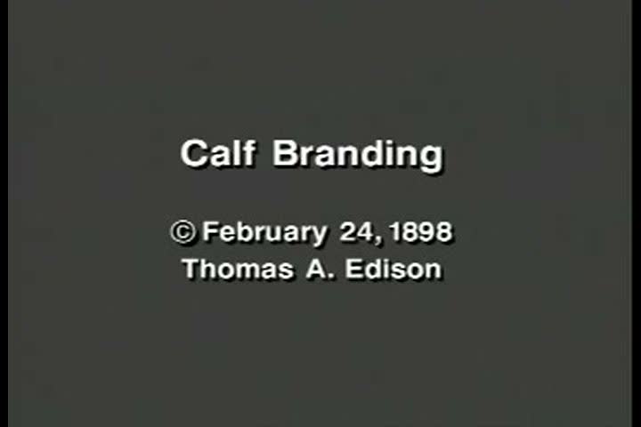 1890s - Calf branding