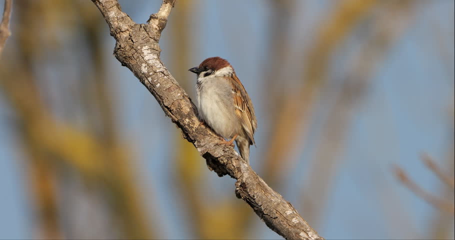Eurasian Tree Sparrow  (Passer montanus ) perched on a piece of wood.