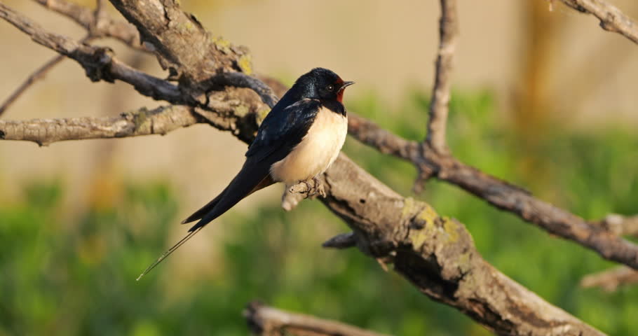 A Barn Swallow (hirundo rustica) perched on a branche, the Camargue, Southern France