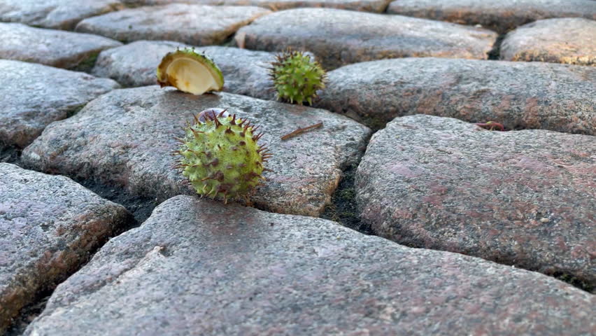 Macro close-up footage of horse chestnut fruits and glossy brown conkers resting on old cobblestone pavement during autumn season. Spiky green husks, cracked shell textures and natural stone patterns create a calm botanical atmosphere with detailed seasonal textures. Low angle perspective and shallow depth of field emphasize tactile surfaces, urban nature details and contemplative fall mood in soft natural daylight