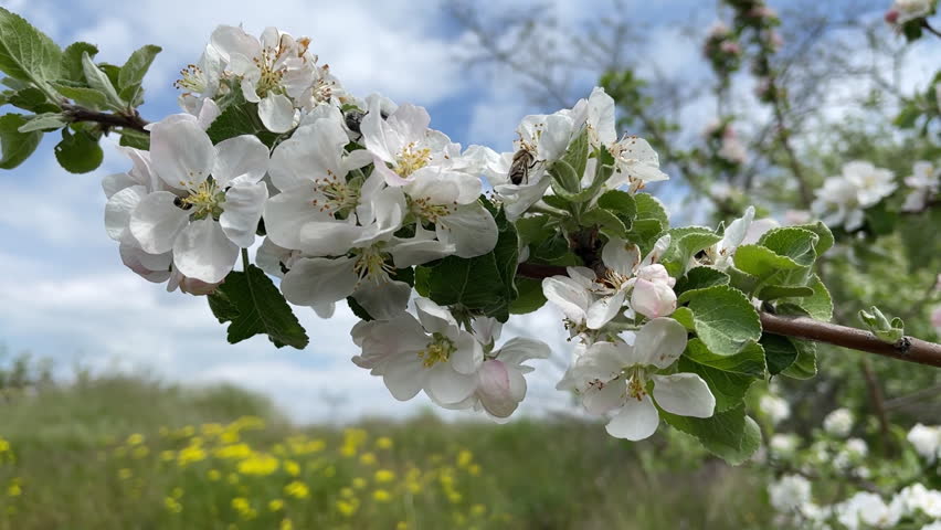 Close up of an apple tree branch covered with delicate white blossoms gently swaying in a soft spring breeze. A honey bee and a hairy flower beetle visit the flowers, collecting nectar and transferring pollen between blooms. Pink-tinged buds, yellow stamens and fresh green leaves stand out against a bright blue sky with drifting clouds and a meadow of wild yellow flowers in the background. Captures pollination, orchard biology, fruit tree flowering and the beauty of spring nature. Perfect for agriculture, biodiversity, organic farming and seasonal storytelling