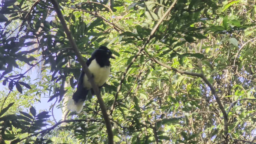 South American wildlife. Closeup view of a colorful Cyanocorax chrysops, also known as Plush-crested jay, sitting on a branch in the tropical forest.
