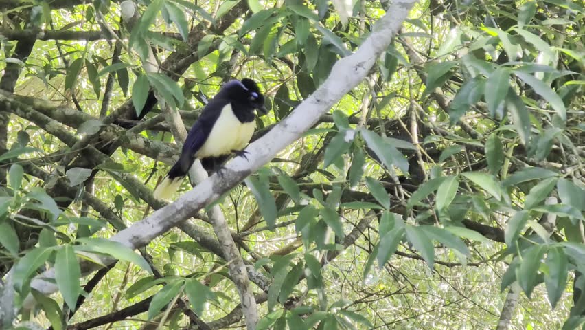 Wildlife in South America. A close-up of a colorful Cyanocorax chrysops, also known as a crested jay
