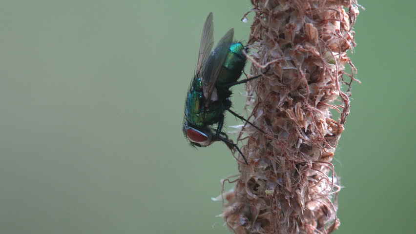 Extreme close up of a shiny metallic green bottle fly with iridescent emerald body, large red compound eyes and translucent wings resting on a dry brown seed stalk of a wild plant. Fine bristles and detailed anatomy stand out against a soft blurred olive green background. Captures insect biology, entomology, decomposer behavior and the vivid contrast between vibrant life and withered vegetation. Ideal for science, ecology, biology education, nature documentary and beauty macro content. Powerful close-up showcasing Lucilia sericata in its natural habitat