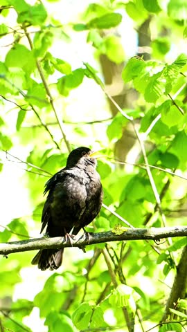 Common blackbird singing a song perched on a tree branch. Small blackbird chirping while sitting on a branch surrounded by vibrant green foliage