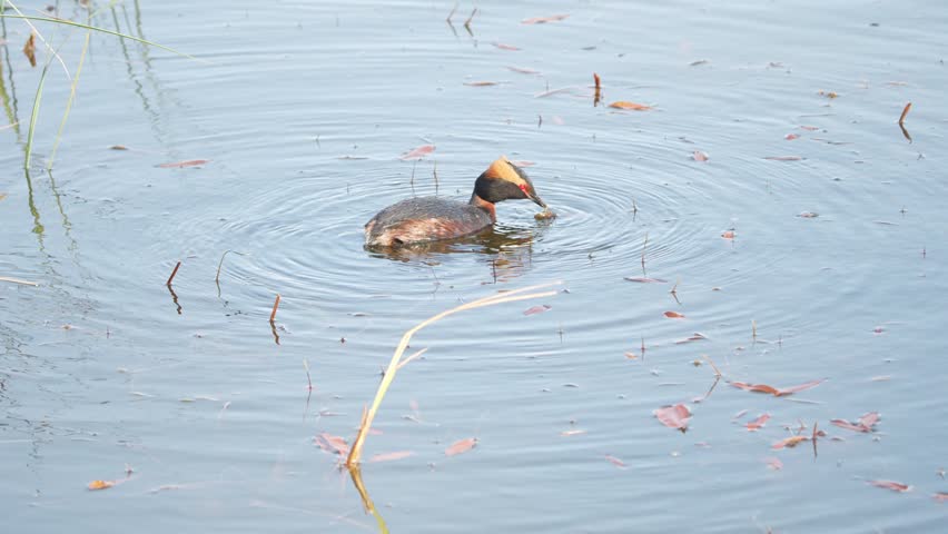Horned Grebe catching and eating an aquatic insect in a pond
