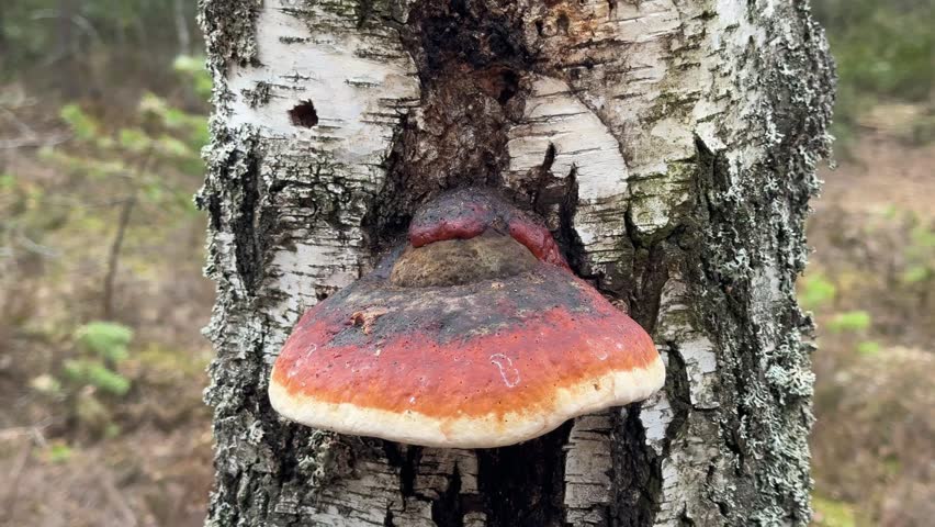 Bracket fungus growing on birch tree trunk in forest, closeup of wild mushroom on bark in natural woodland environment