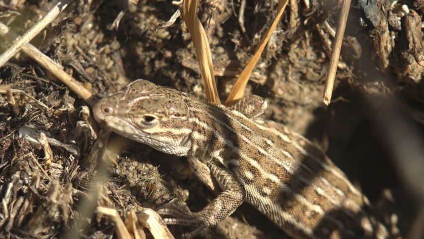 Extreme macro close up of a young wild lacertid lizard basking on warm dry soil and camouflaged among parched grass stems. Detailed shots reveal the intricate cephalic shields, round dark eye, granular body scales and longitudinal brown striped pattern that provides perfect cryptic coloration in the grassland habitat. Shows thermoregulation behavior, reptile anatomy and the evolutionary mastery of camouflage in steppe ecosystems. Captures herpetology, wildlife biology, behavioral ecology and the hidden beauty of small reptiles. Ideal for science, nature documentary, conservation and educational content about native fauna