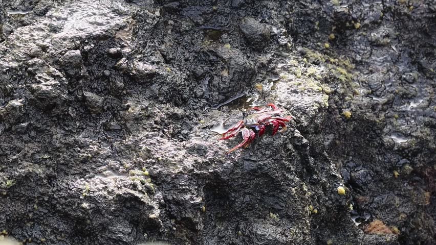 One colorful Sally Lightfoot crab sits on a rock and eats after low tide.