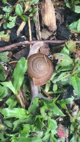 Snail on grass and leaves