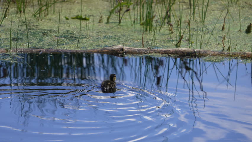 Baby duck swimming through the water in slow motion through the Utah wilderness.