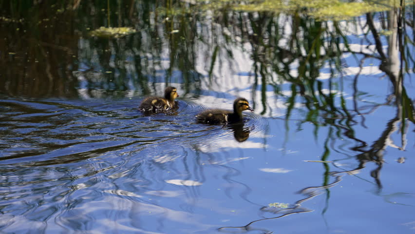 Mallard ducklings swimming through the water in slow motion in Utah.