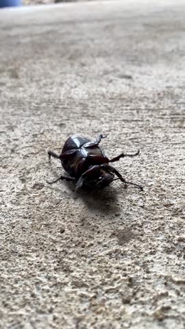 Upside down dark brown rhinoceros beetle on textured concrete floor background. exotic insect.