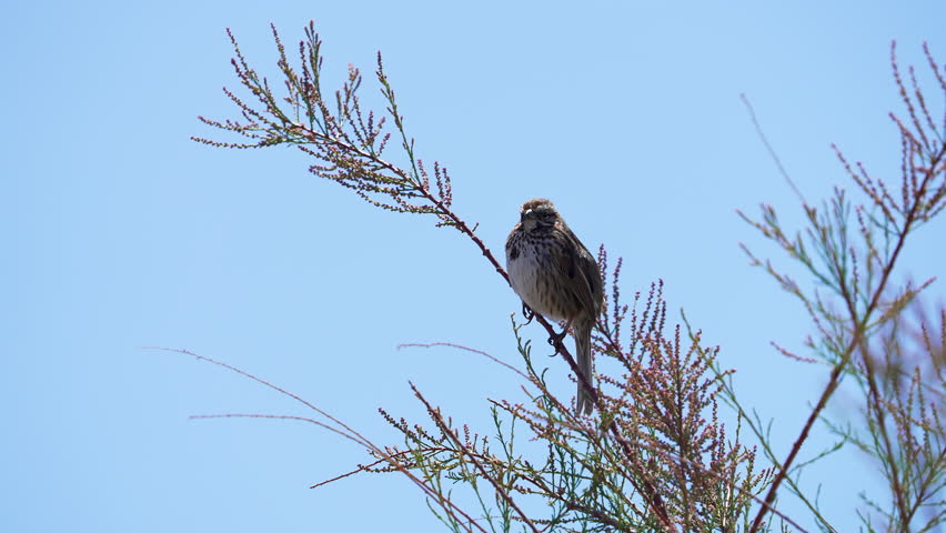 Song Sparrow singing in slow motion on a sunny day.