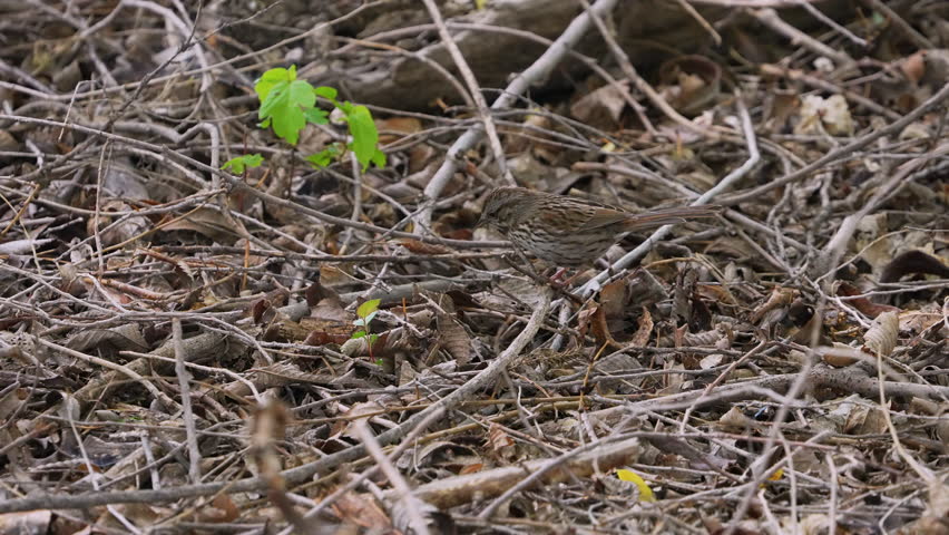 Song Sparrow digging around through the leaves while it hunts.