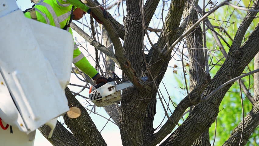 Tree trimming worker triming from bucket truck near roadside, maintenance and professional arborist service. 