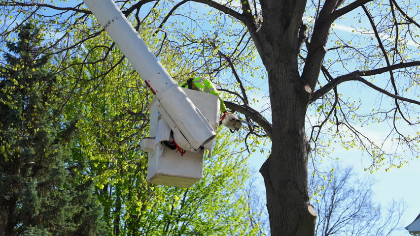 Tree trimming worker cutting tree from bucket truck near roadside, maintenance and professional arborist service. 