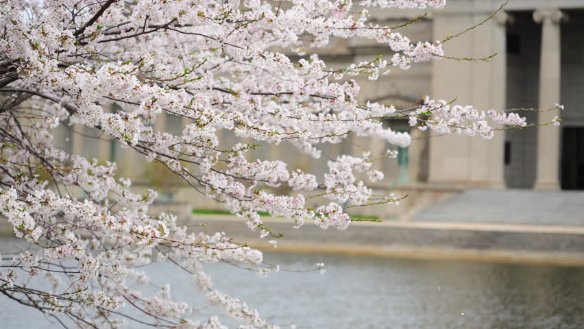 Spring blooming tree branches with delicate white flowers and lake with old building on the background