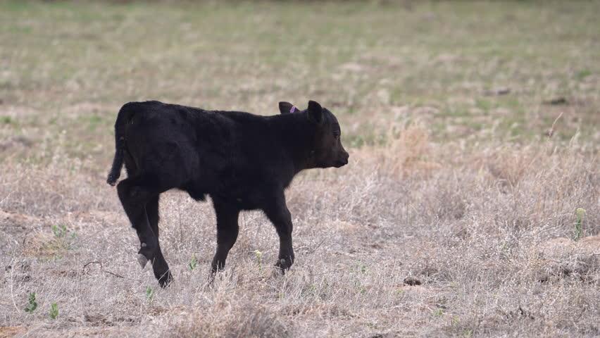 Calf walking through a field in slow motion as it looks around.