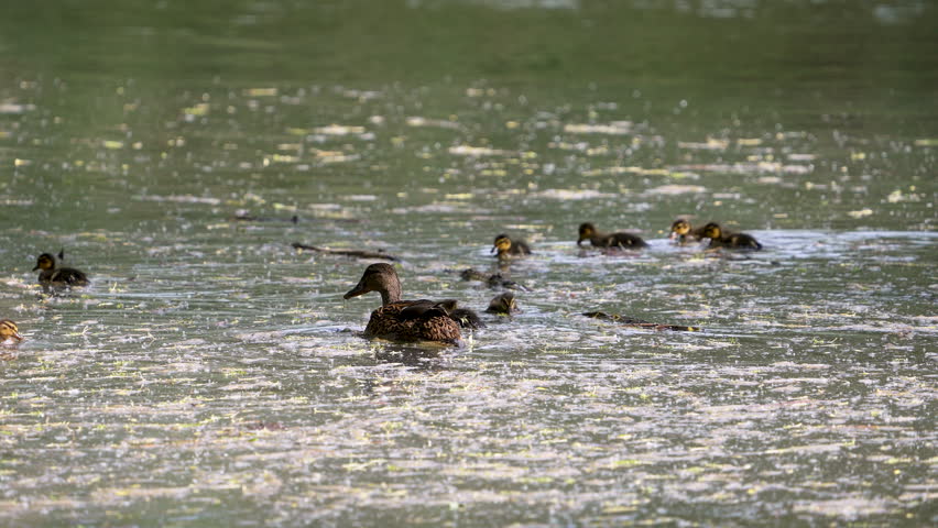 Family of mallard ducks moving through the lower Provo River in slow motion.