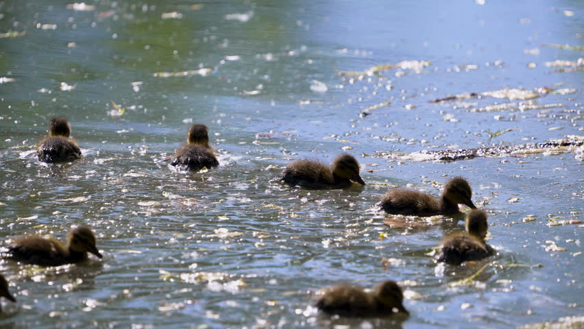 Baby ducks moving through the stagnant water on the Provo River in slow motion.