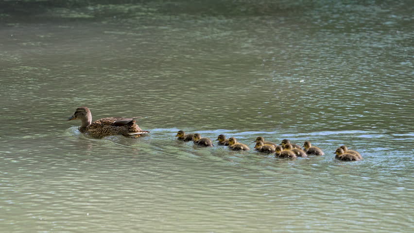 Mother duck leading the way for her babies to follow as they swim on the Provo River.