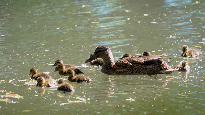 Mother mallard duck with her baby ducklings floating the Provo River as they swim in slow motion.