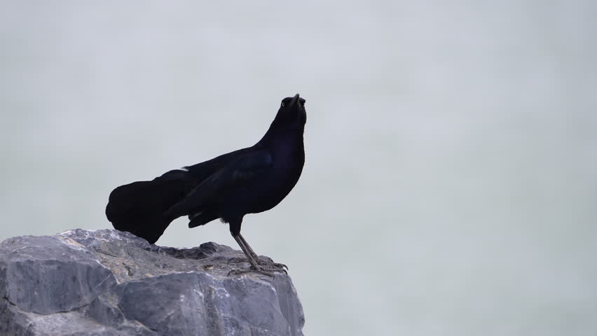 Close-up of a grackle standing on a rock with feathers blowing in slow motion.