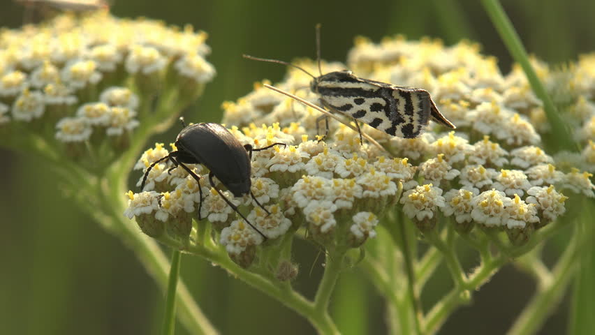 shiny black beetle (likely Cetoniidae family) and a striking black-and-white patterned moth feed side by side on a flat-topped white yarrow flower head (Achillea millefolium). The beetle displays a glossy rounded body with fine surface texture, while the moth shows bold zigzag black and cream markings across its wings. Both insects are captured in detail against the dense cluster of small white flowers with yellow stamens. Warm golden side lighting suggests early morning or evening. A dry grass stem crosses the frame diagonally. Blurred dark green bokeh fills the background
