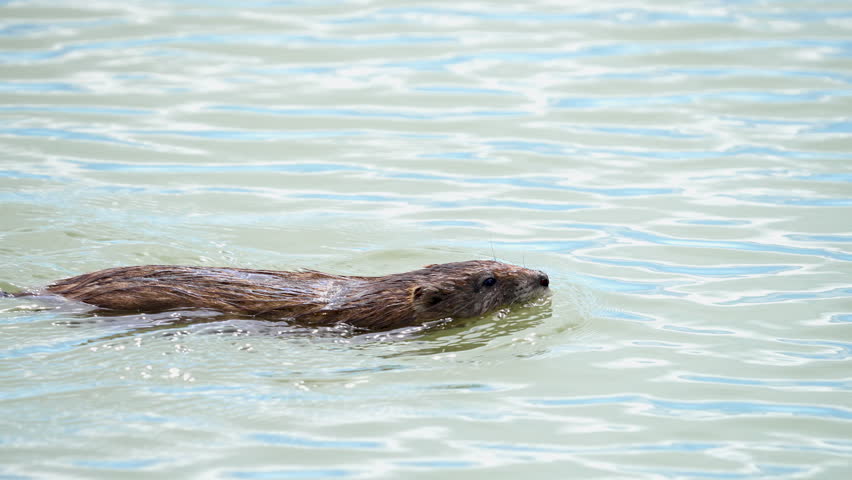 Muskrat swimming through the water at Utah Lake in slow motion.