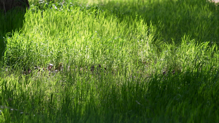 Patch of grass lit up by the sun blowing in slow motion along the Provo River trail.