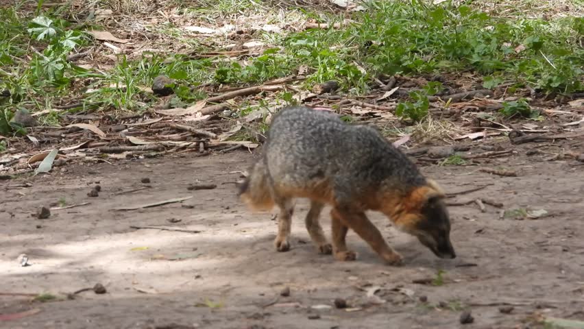 This is a short video of an adorable Island Fox on Santa Cruz Island in the Channel Islands National Park.