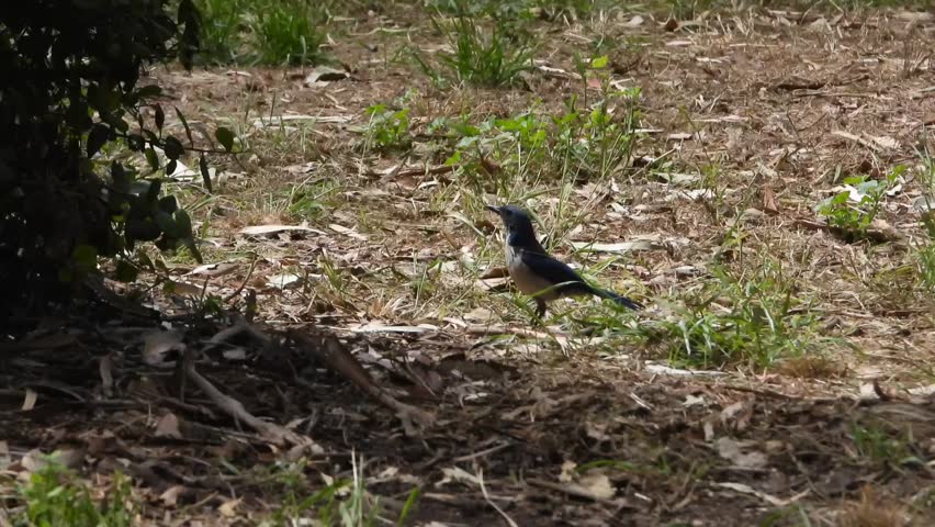 This is a short video of an adorable Island Fox and a brightly colored Island Scrub Jay on Santa Cruz Island in the Channel Islands National Park.