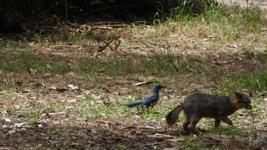 This is a short video of an adorable Island Fox and a brightly colored Island Scrub Jay on Santa Cruz Island in the Channel Islands National Park.