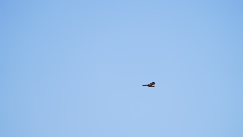 Red-tailed Hawk flying in the sky as another passes in slow motion.