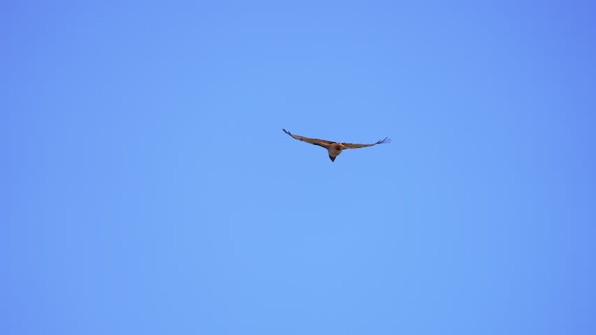 Red-tailed Hawk hovering in the air in slow motion.