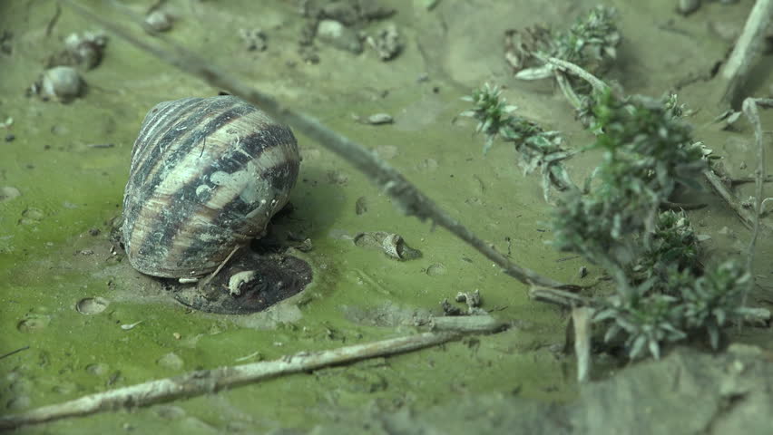 large land snail with a distinctive dark brown and beige banded shell moves slowly across wet muddy ground covered with a thin layer of green algae. Numerous small empty mollusk shells are scattered across the wet surface around it, along with dry twigs and small spiny plants at the edges of the frame. The ground texture suggests a recently exposed pond or lake bottom, or wetland habitat after water recession. Diffuse daylight creates an even, muted green-gray tone across the scene. The snail