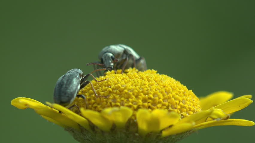 Two small silver-gray weevil beetles forage on the bright yellow disc florets of a wild meadow flower, likely a tansy or similar composite wildflower. The beetles display a characteristic metallic scaly texture across their oval bodies. Frames range from extreme close-up showing leg detail, antennae, and compound eyes against the vivid yellow pollen disc, to wider shots revealing the full flower on its slender green stem. A lush blurred green meadow fills the background with soft natural bokeh. One frame captures a beetle climbing the stem below the flower head