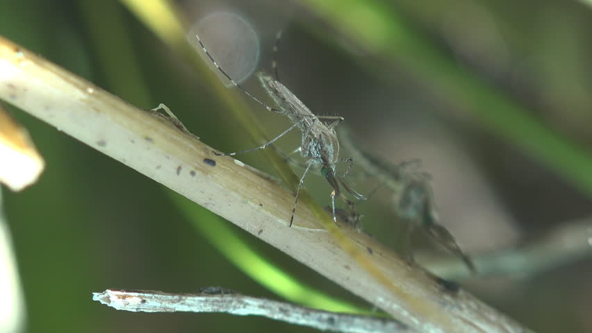 Macro close-up footage of a mosquito resting on a dry grass stem in natural outdoor habitat. Detailed insect behavior with selective focus, soft bokeh and natural sunlight in wild meadow environment