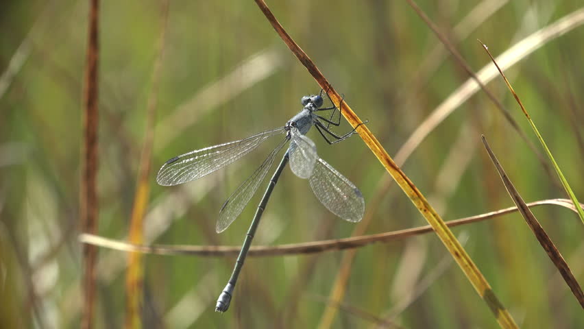 Blue-gray damselfly (Lestidae family) clings to a golden dry reed stem that sways gently in the breeze. The insect holds its wings angled away from its body in the characteristic spread-wing resting posture of emerald damselflies. Frames range from full-body shots showing the slender segmented abdomen, transparent veined wings, and long black legs, to extreme close-up revealing the large spherical compound eyes, fine body hairs, and metallic blue-gray thorax texture. Blurred green and golden grass stems fill the background with warm natural bokeh. Bright summer sunlight
