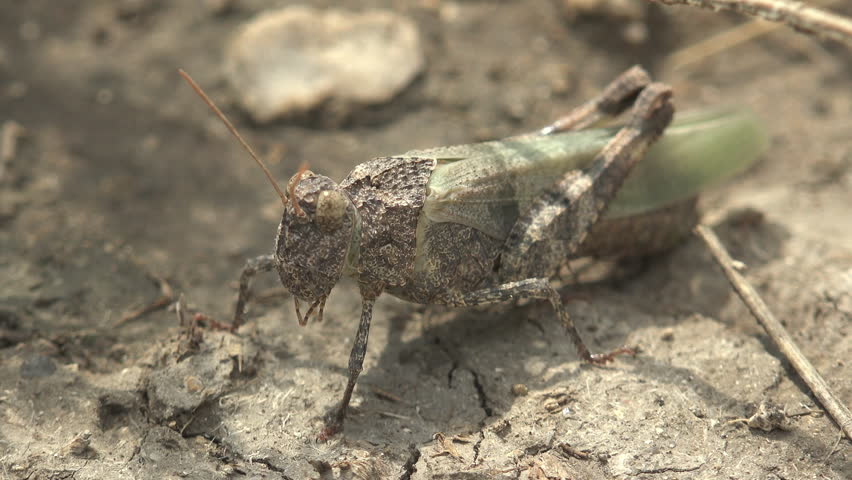 Gray-green grasshopper resting on cracked dry clay soil, filmed in extreme close up. Textured body with natural camouflage blending into the parched earth beneath. Dry grass stems and soil debris fill the frame. Camera holds steady, insect moves slightly — antennae, legs, abdomen visible in sharp detail. Powerful visual for drought, climate change, agricultural pest, food security, and wildlife documentary content