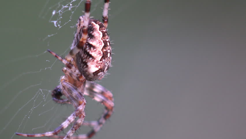 Macro close up of a European garden spider showing the distinctive white cross-shaped marking on its rounded marbled brown abdomen. The orb weaver rests at the hub of its spiral web, with eight banded bristled legs gripping the silk threads. Fine details of the cephalothorax, body hairs and web structure stand out against a soft green forest bokeh background. Captures arachnid biology, predator behavior, natural patterns and the quiet beauty of garden wildlife. Ideal for science, entomology, nature documentary and educational content about spiders and ecosystems