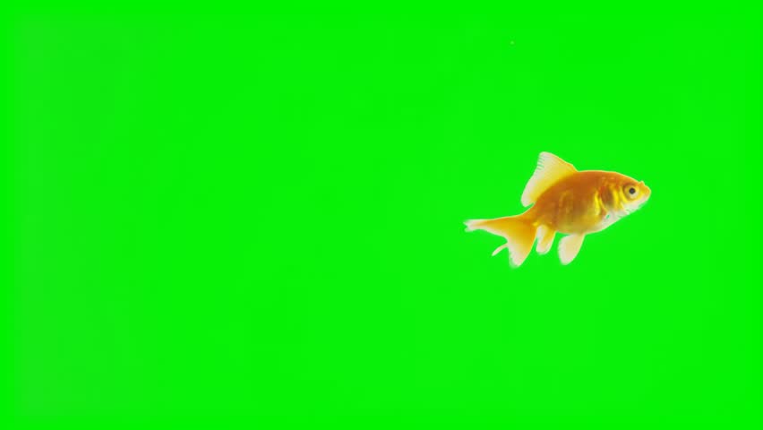Small goldfish swimming across a green screen background for compositing
