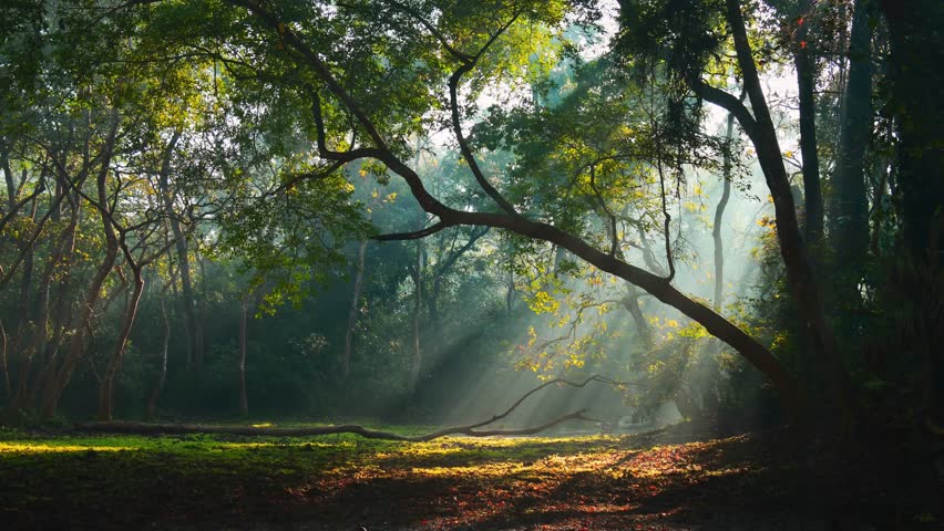 Morning cinematic timelapse of Chitwan jungles, Nepal. Cinematic sunbeams filter through ancient trees and mist, capturing the mysterious beauty of Terai.Ad banner background landscape peaceful forest