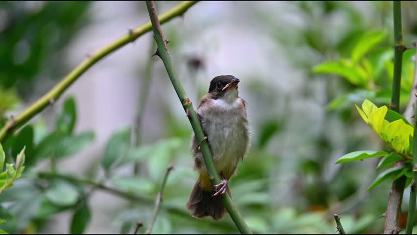 Close up of a small cute wild bird perched on a thorny green stem with a smooth blurred forest background
